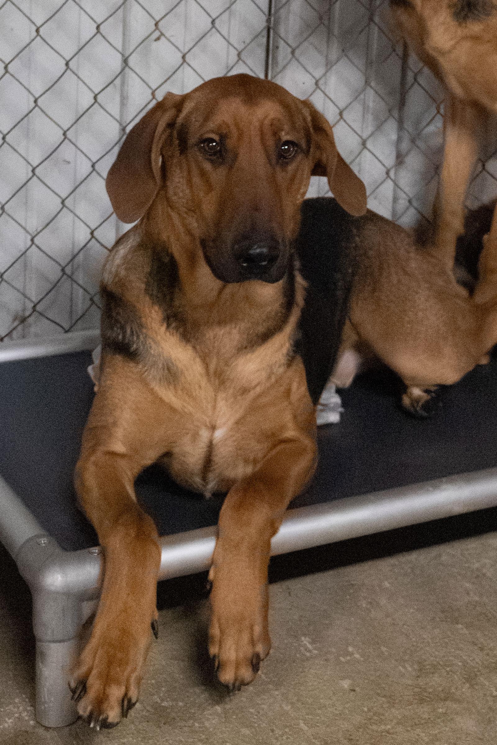 Sam aka Red, Adoptable, Young Male Doberman Pinscher & German Shepherd Dog.