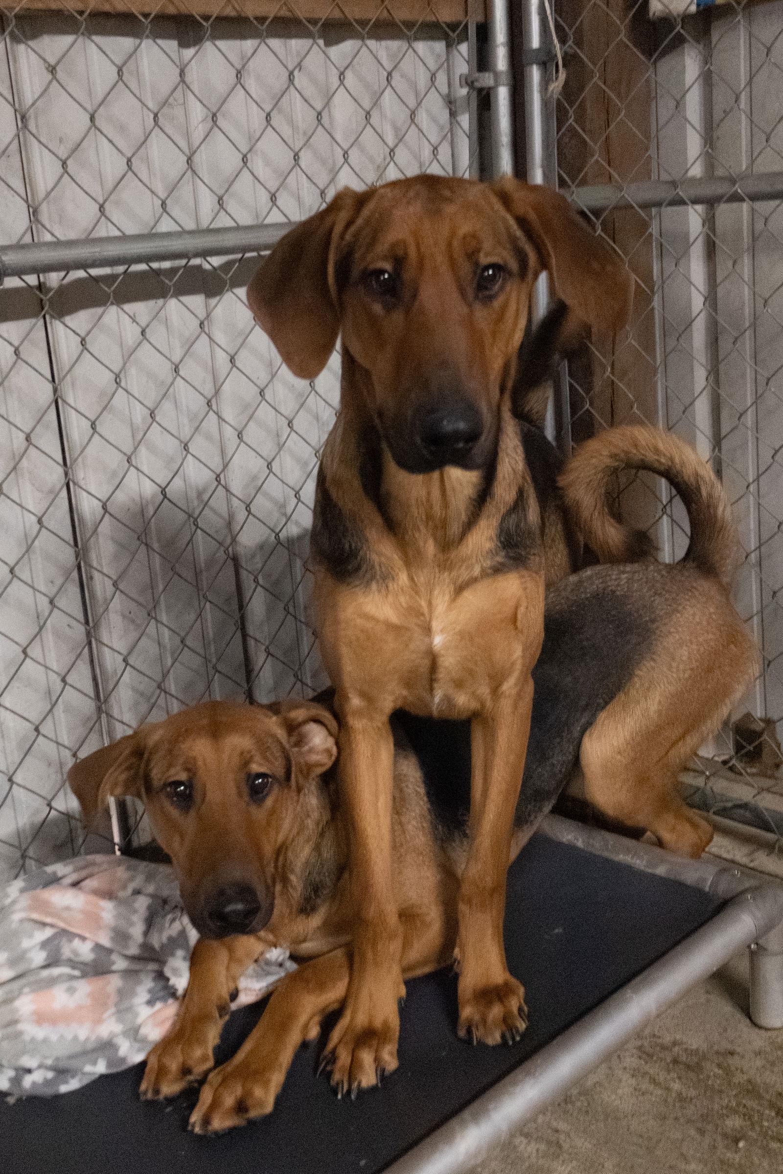 Enlarge Sam aka Red, a Adoptable mixed breed in Frenchburg, KY image 2/3
