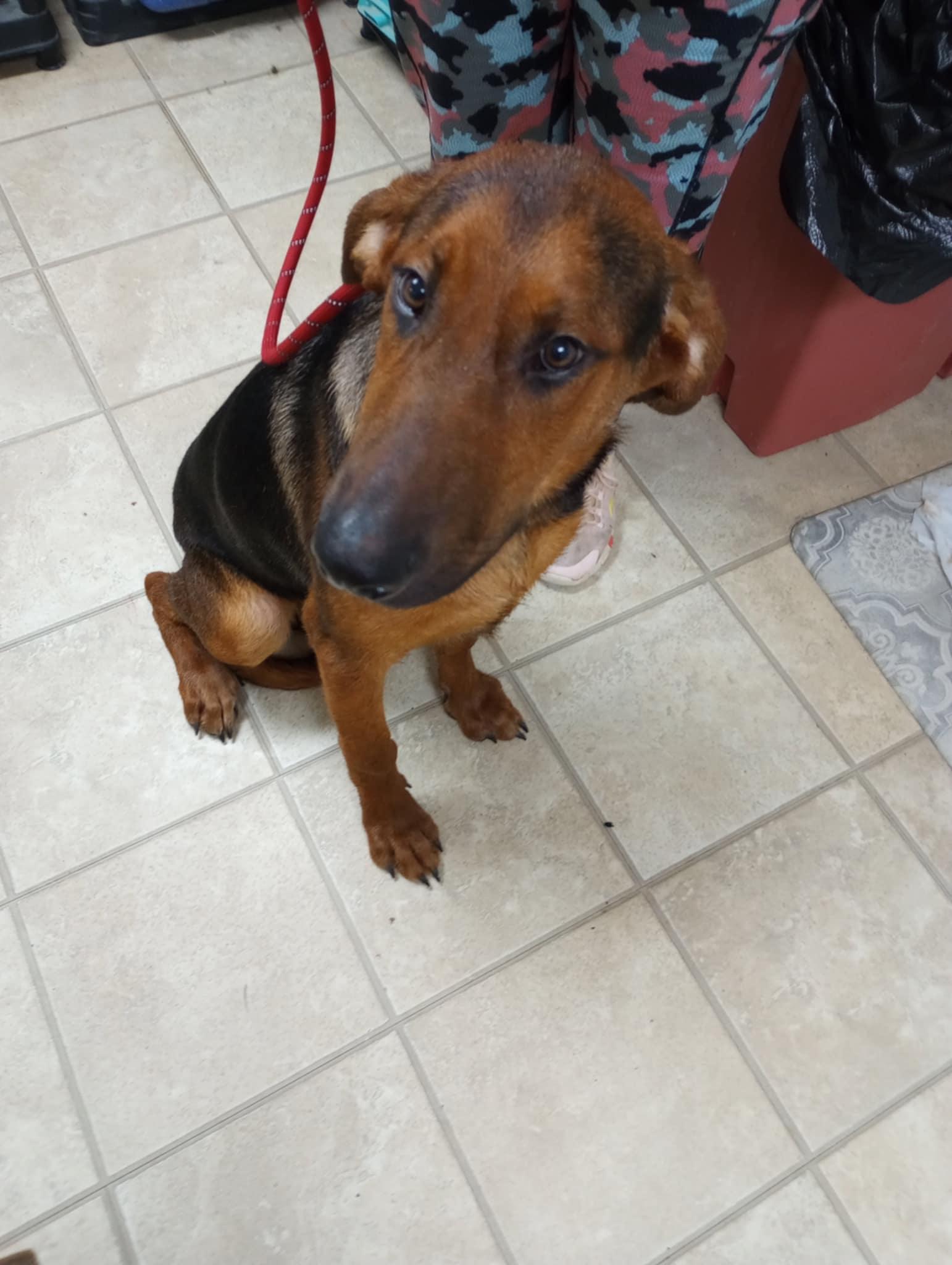 Enlarge Sam aka Red, a Adoptable mixed breed in Frenchburg, KY image 3/3