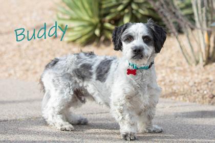 Enlarge Buddy, a Adoptable mixed breed in Scottsdale, AZ image 1/2