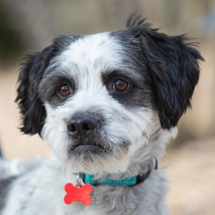 Enlarge Buddy, a Adoptable mixed breed in Scottsdale, AZ image 2/2