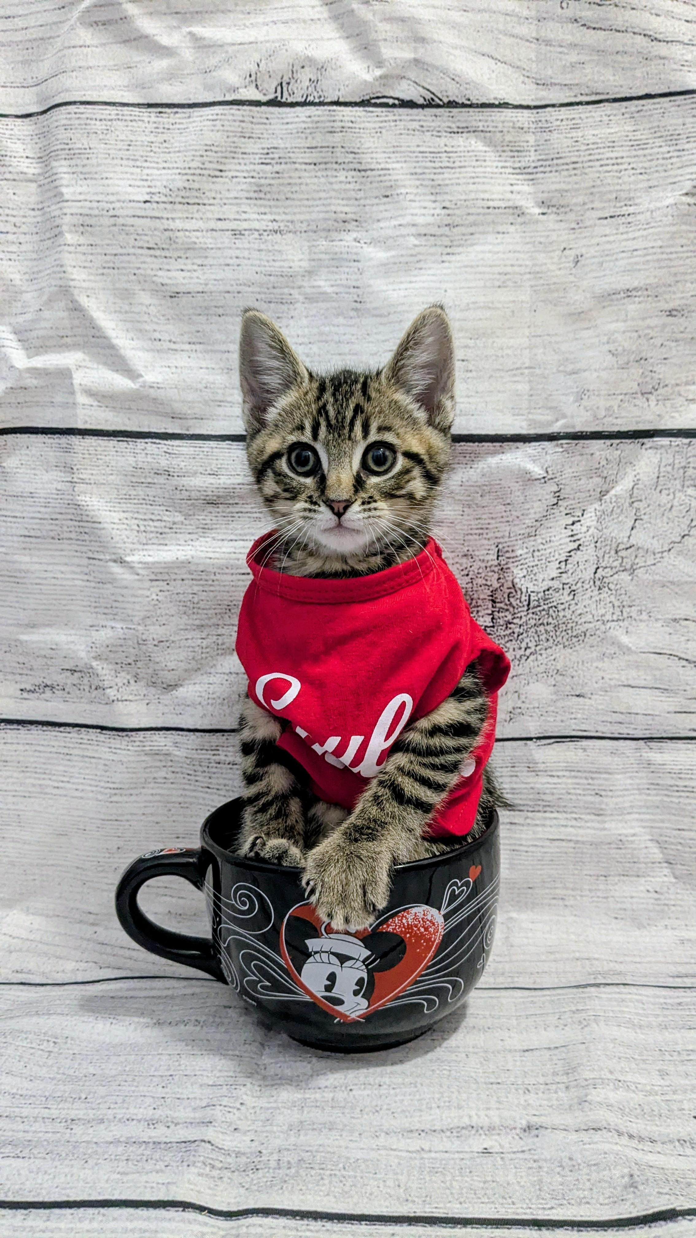 Bacon, adopted, Kitten Male Domestic Short Hair.