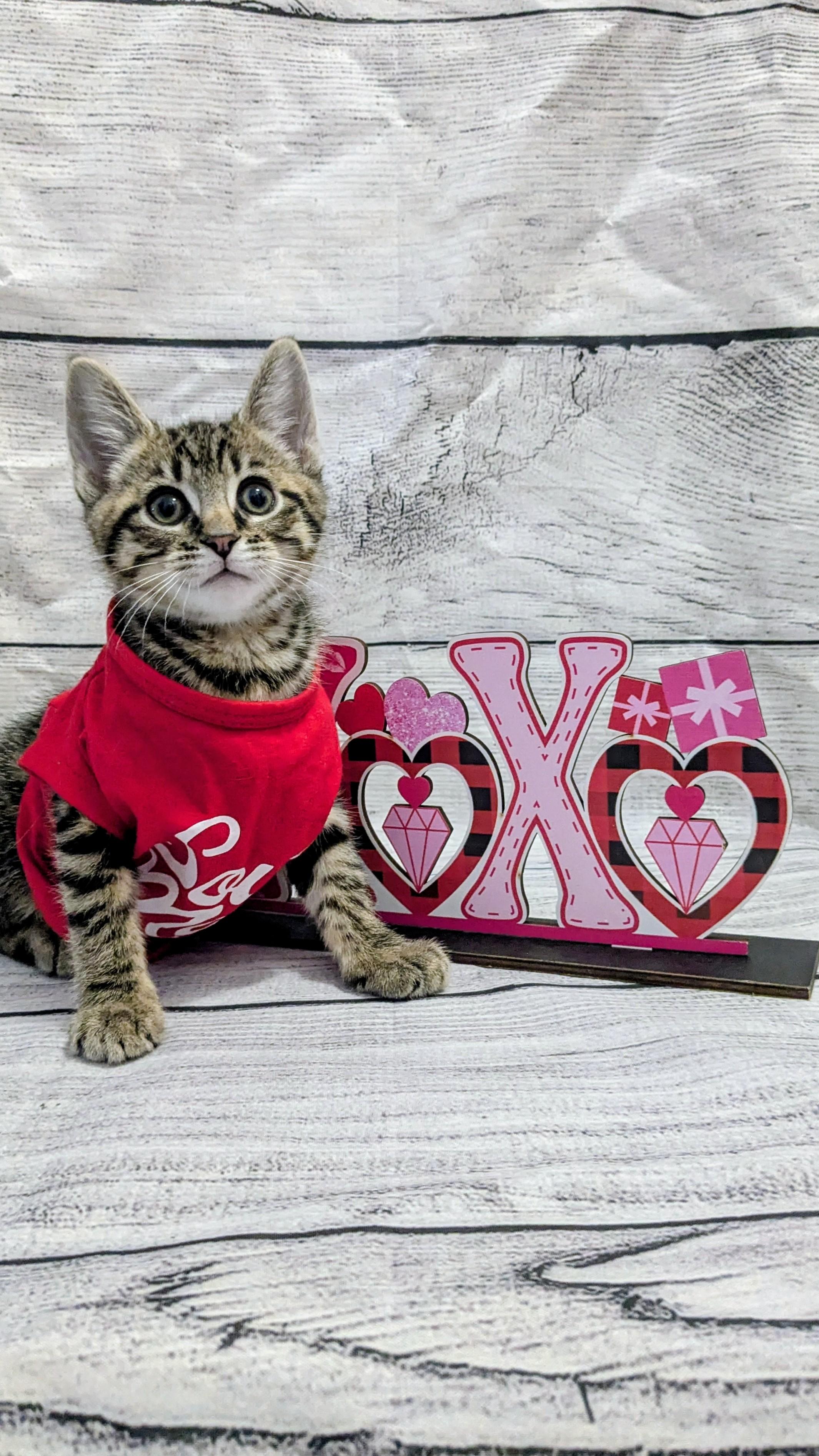 Enlarge Bacon, an adopted Domestic Short Hair in Chesapeake Beach, MD image 2/4