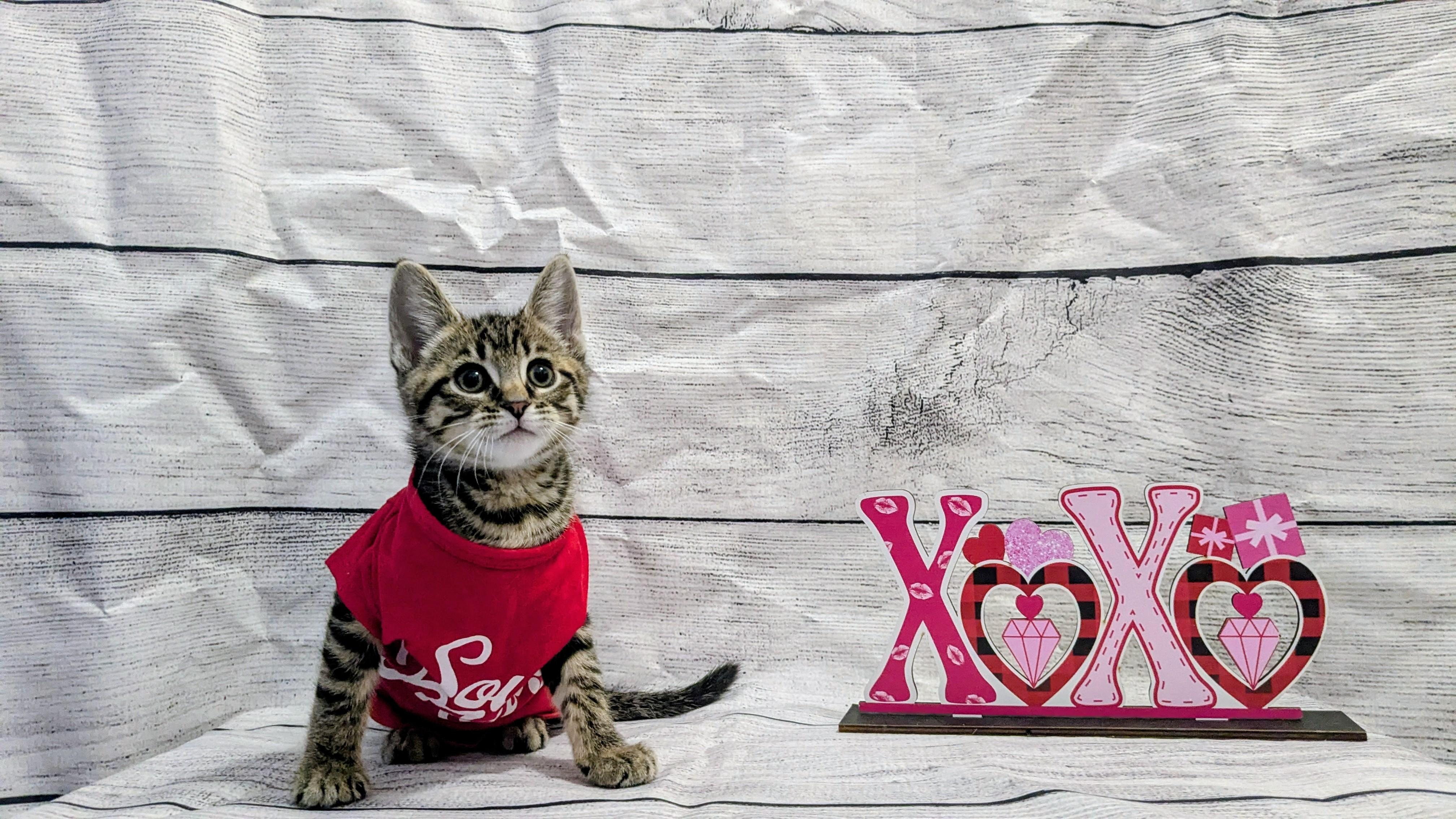 Enlarge Bacon, an adopted Domestic Short Hair in Chesapeake Beach, MD image 3/4