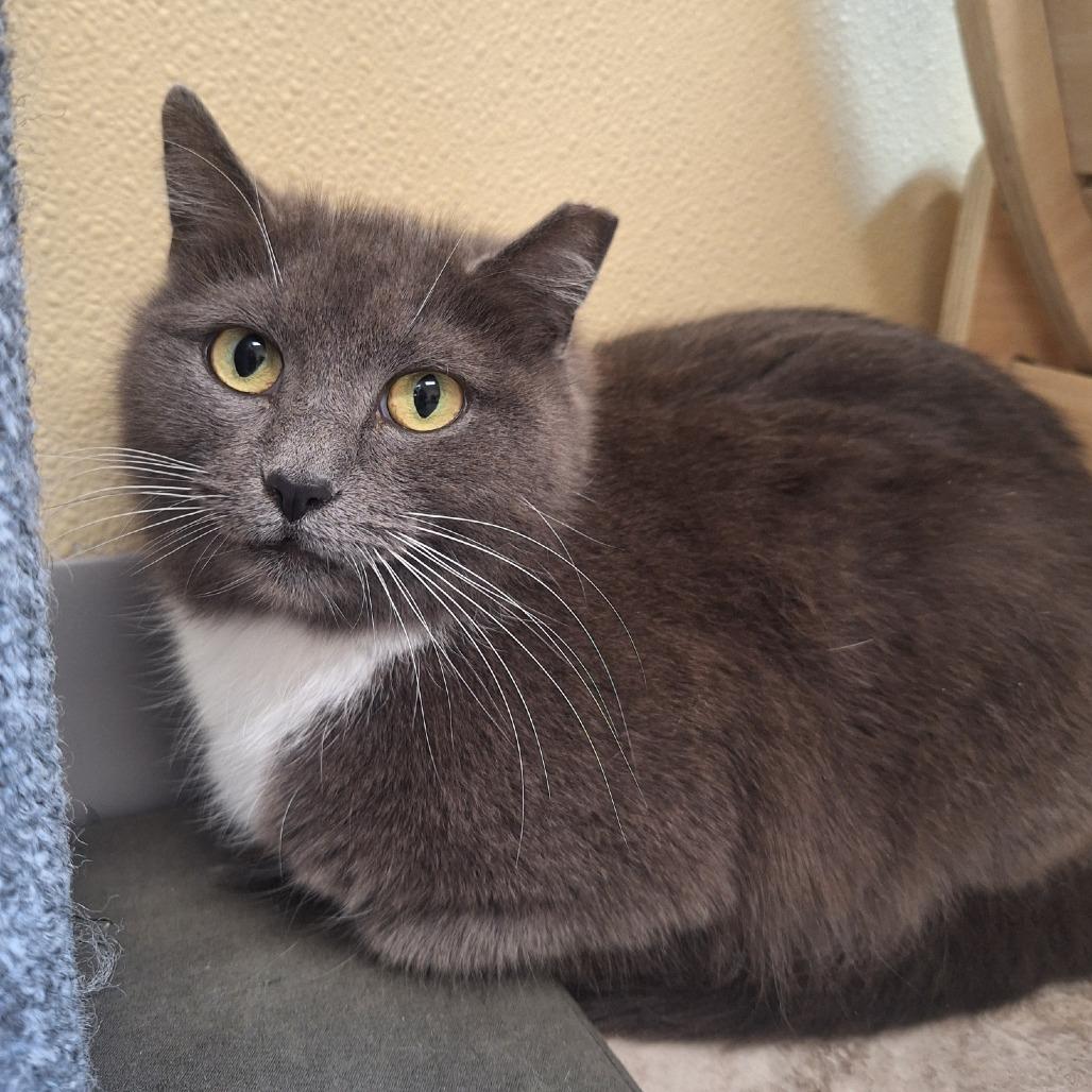 Ash, Adoptable, Young Female Domestic Short Hair.