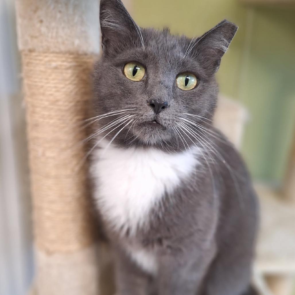 Enlarge Ash, a Adoptable Domestic Short Hair in Attica, NY image 2/2