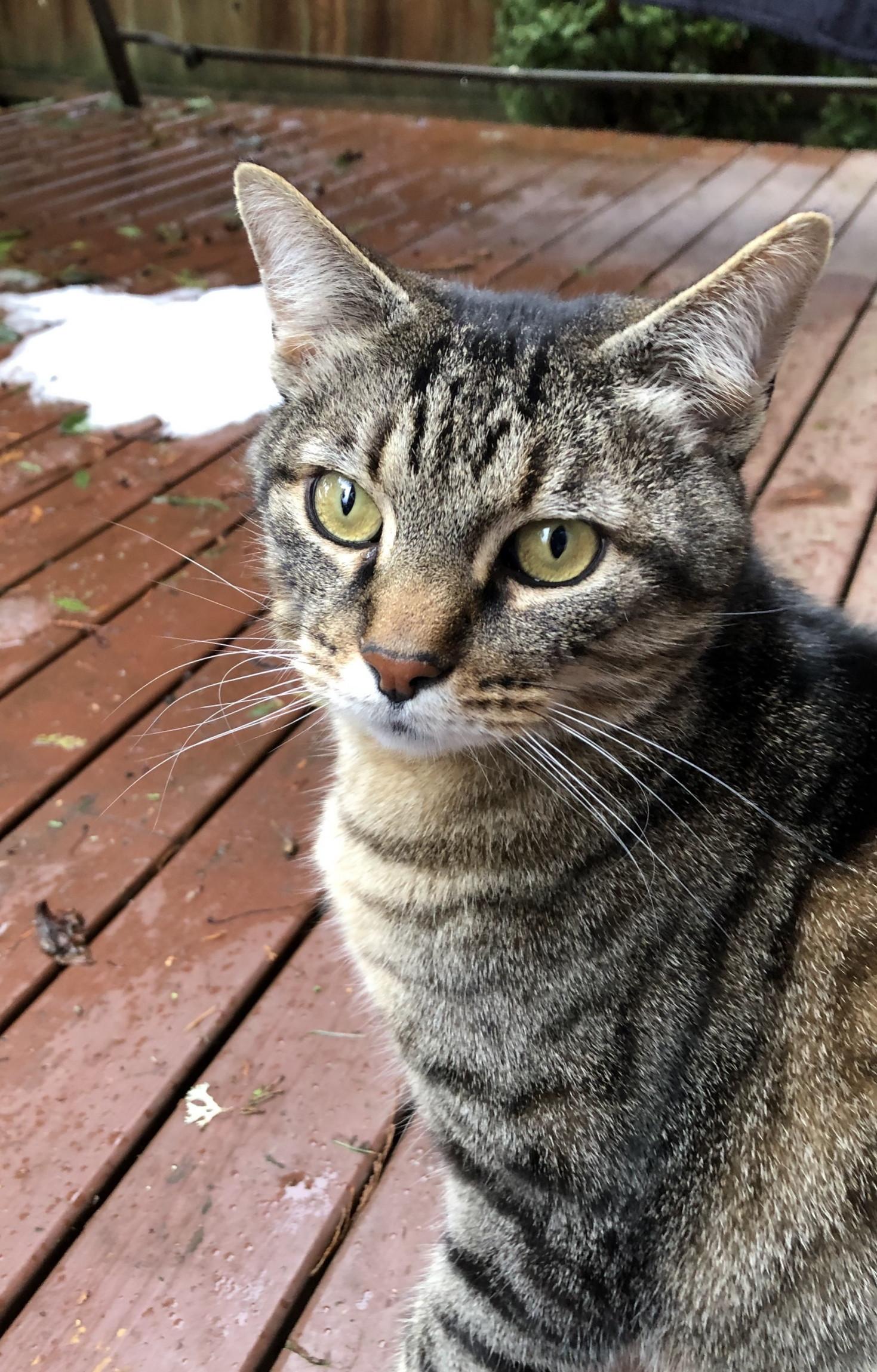Boom Boom, a ADOPTABLE Tabby in Bellingham, WA image 1/5