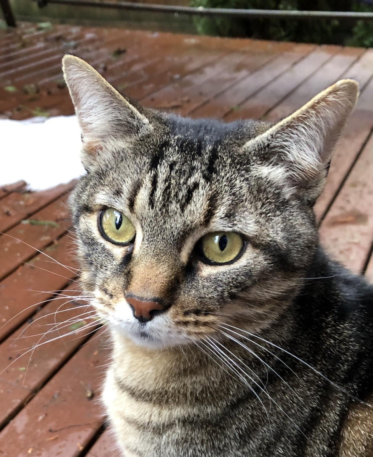 Boom Boom, a ADOPTABLE Tabby in Bellingham, WA image 2/5