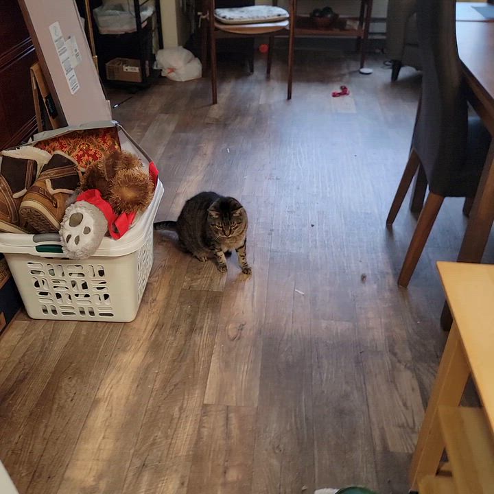 Enlarge Boom Boom, a ADOPTABLE Tabby in Bellingham, WA video 5/5