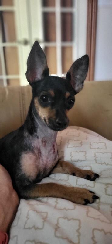 Cricket, a Adoptable Chihuahua in Austin, TX image 2/3