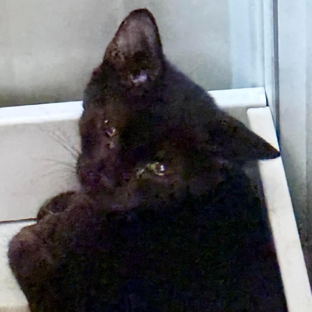 Baloo, Adoptable, Adult Male Domestic Short Hair.