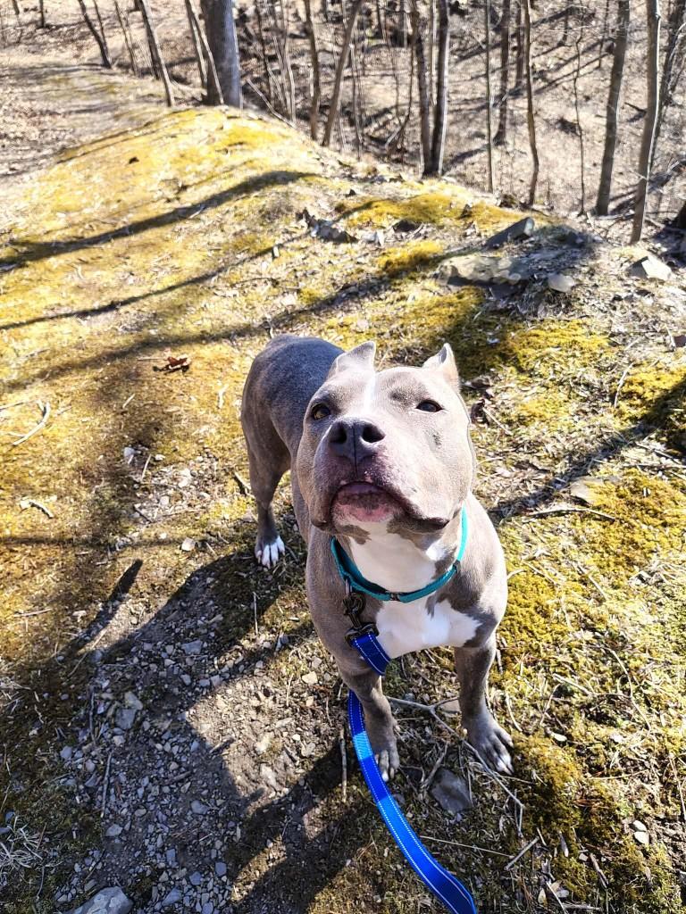 Shiva, ADOPTABLE, Adult Female American Bully.