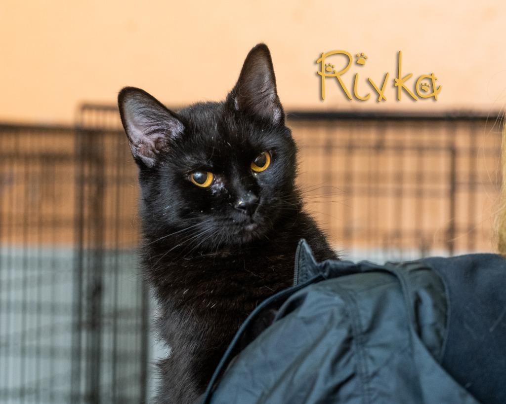 Rivka , ADOPTABLE, Young Male Domestic Short Hair.