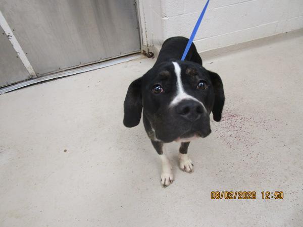 Kinpachi(825), Adoptable, Adult Male Pit Bull Terrier.