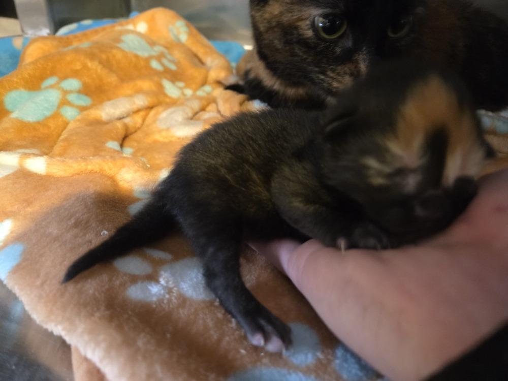 Athena, Adoptable, Kitten Female Domestic Short Hair.