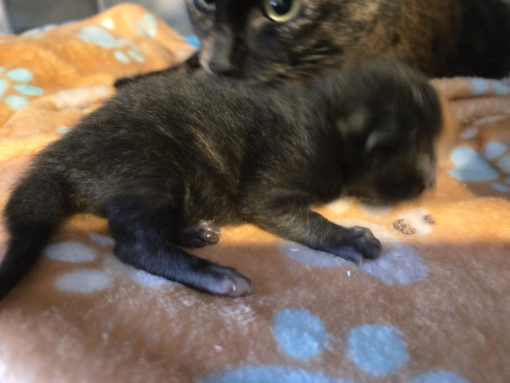 Enlarge Athena, a Adoptable Domestic Short Hair in Grand Rapids, MI image 2/3