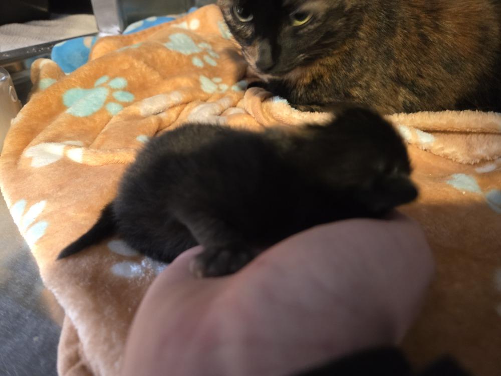 Enlarge Athena, a Adoptable Domestic Short Hair in Grand Rapids, MI image 3/3