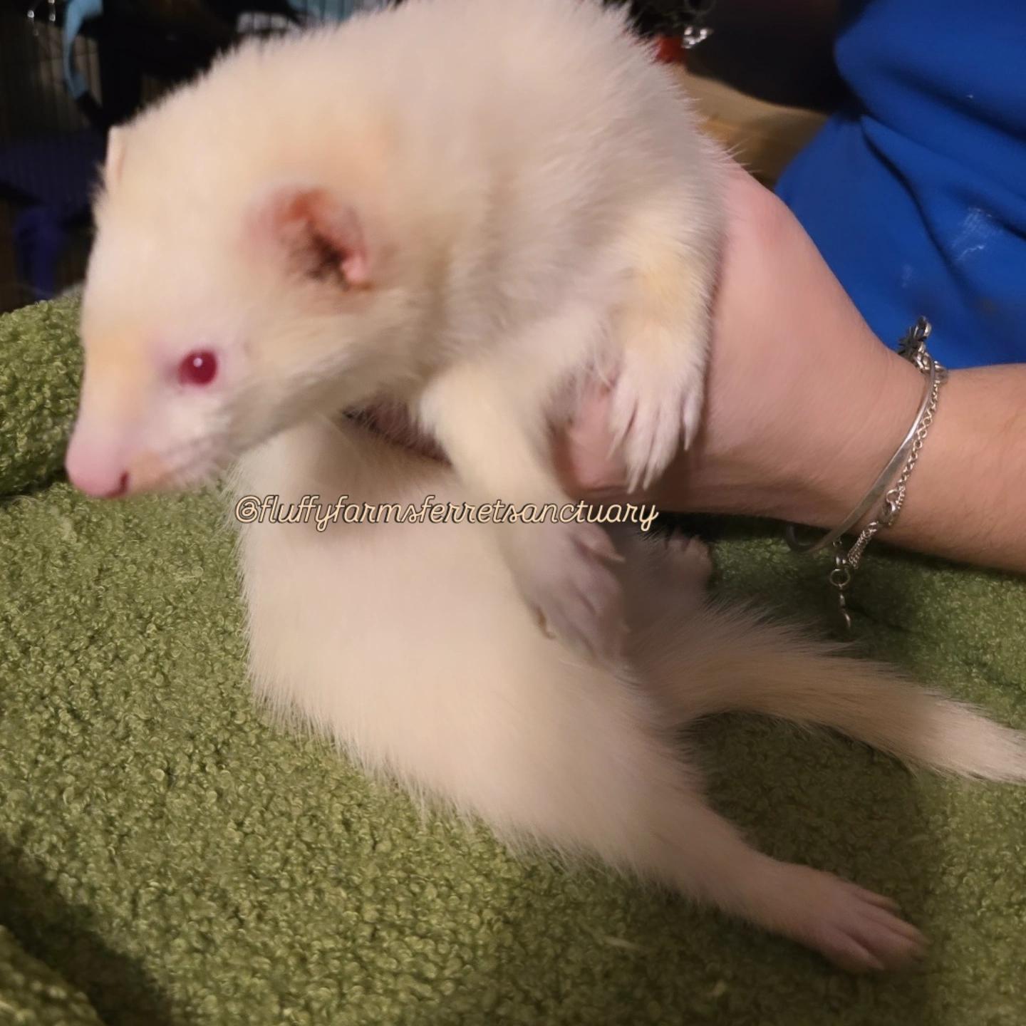 Jon Snow, Adoptable, Adult Male Ferret.