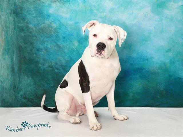 TAO, Adoptable, Adult Male Boxer & Mixed Breed.