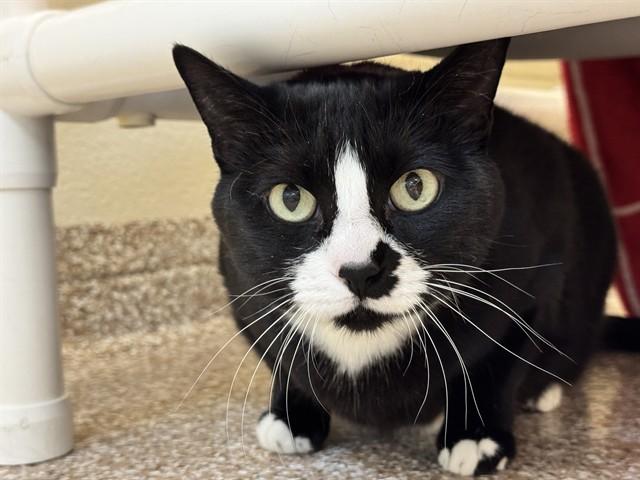EKKO BEANS, Adoptable, Adult Female Domestic Short Hair.