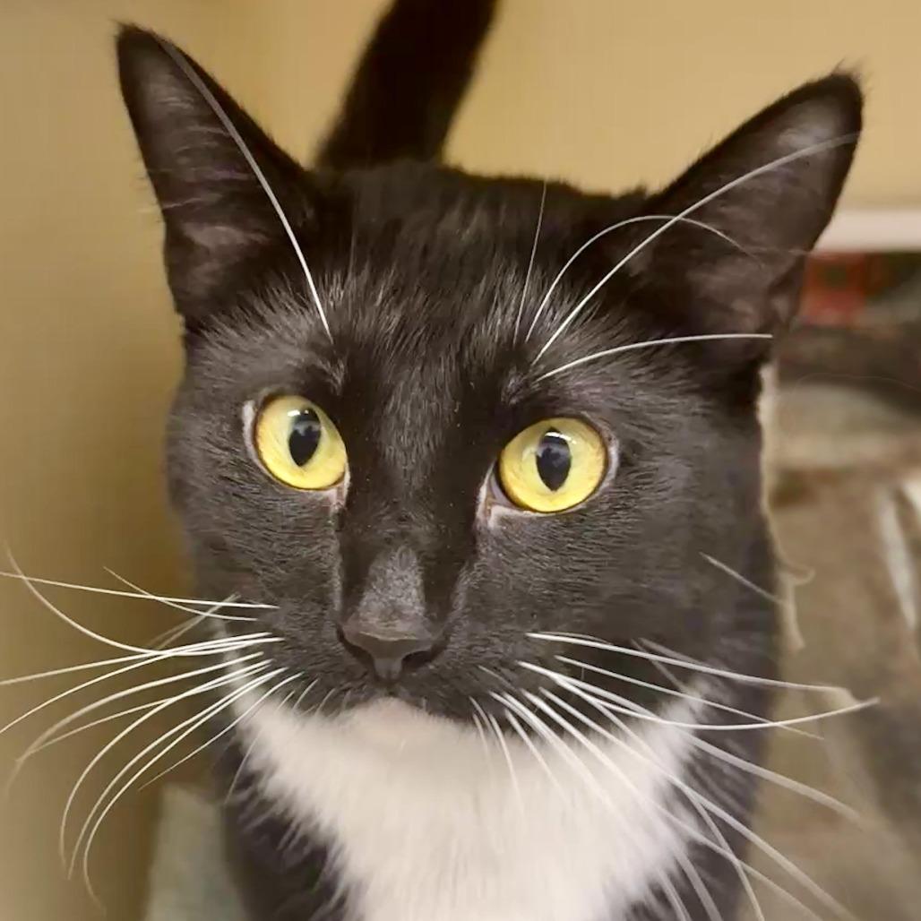 Pie, Adoptable, Adult Female Domestic Short Hair.