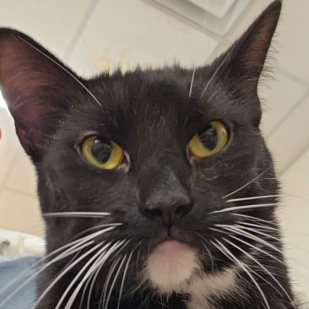 Enlarge Pie, a Adoptable Domestic Short Hair in Zanesville, OH image 2/2