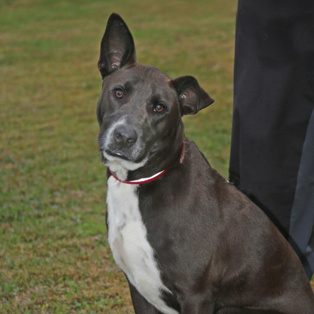 Bob, Adoptable, Adult Male Mixed Breed.