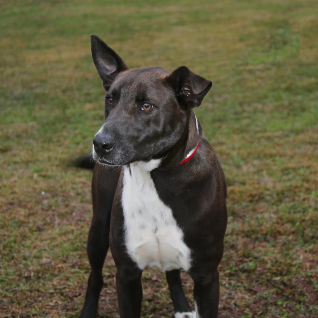 Bob, a Adoptable Mixed Breed in Natchitoches, LA image 2/5