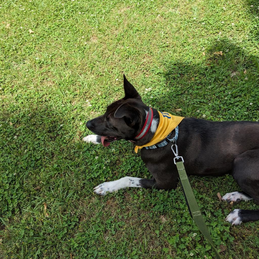 Bob, a Adoptable Mixed Breed in Natchitoches, LA image 3/5
