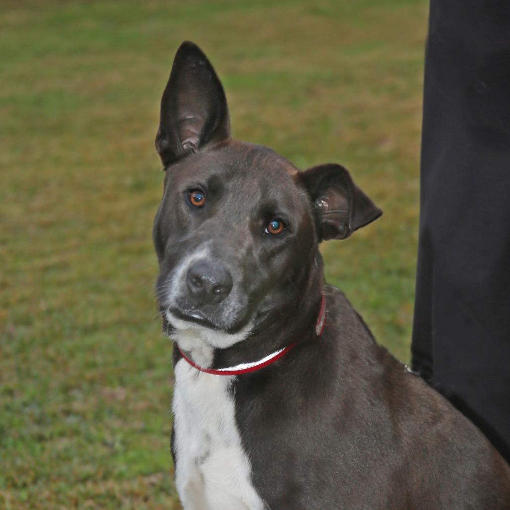 Bob, a Adoptable Mixed Breed in Natchitoches, LA image 4/5