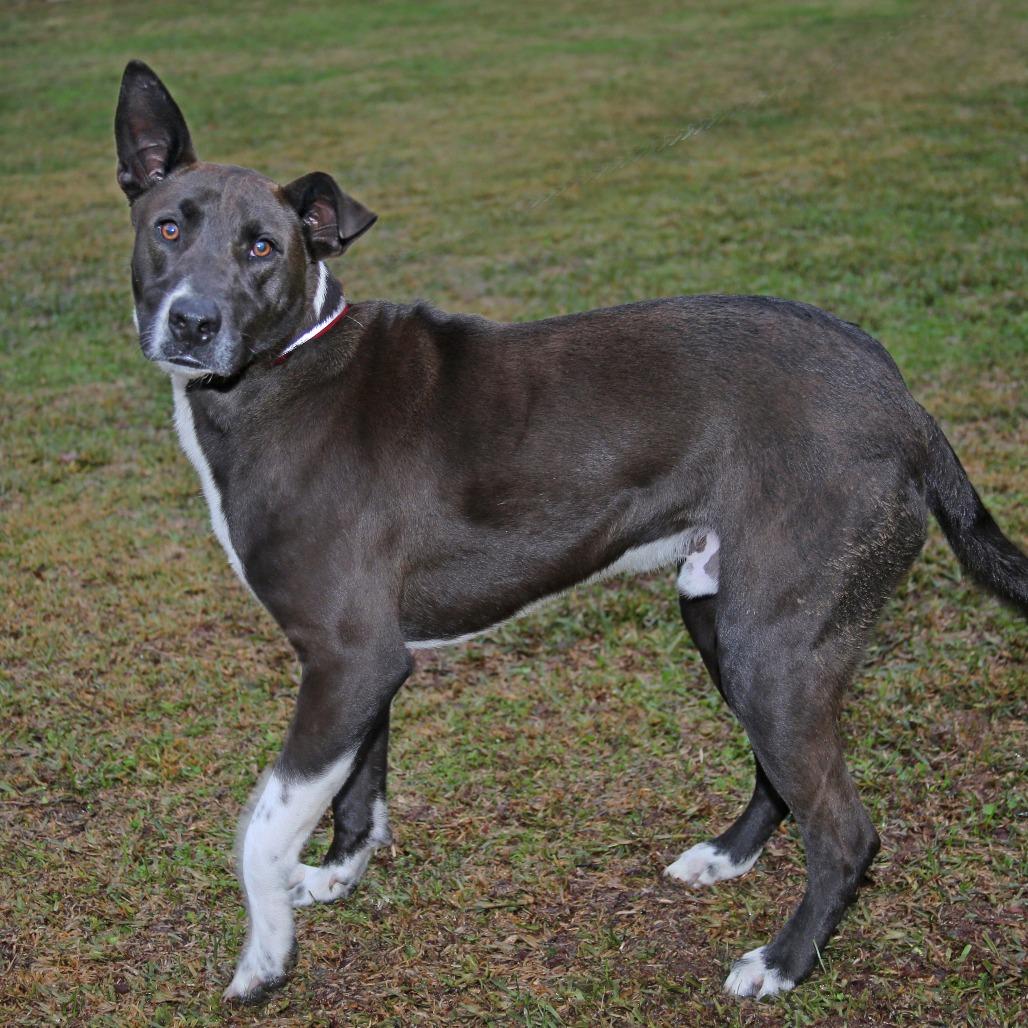 Bob, a Adoptable Mixed Breed in Natchitoches, LA image 5/5