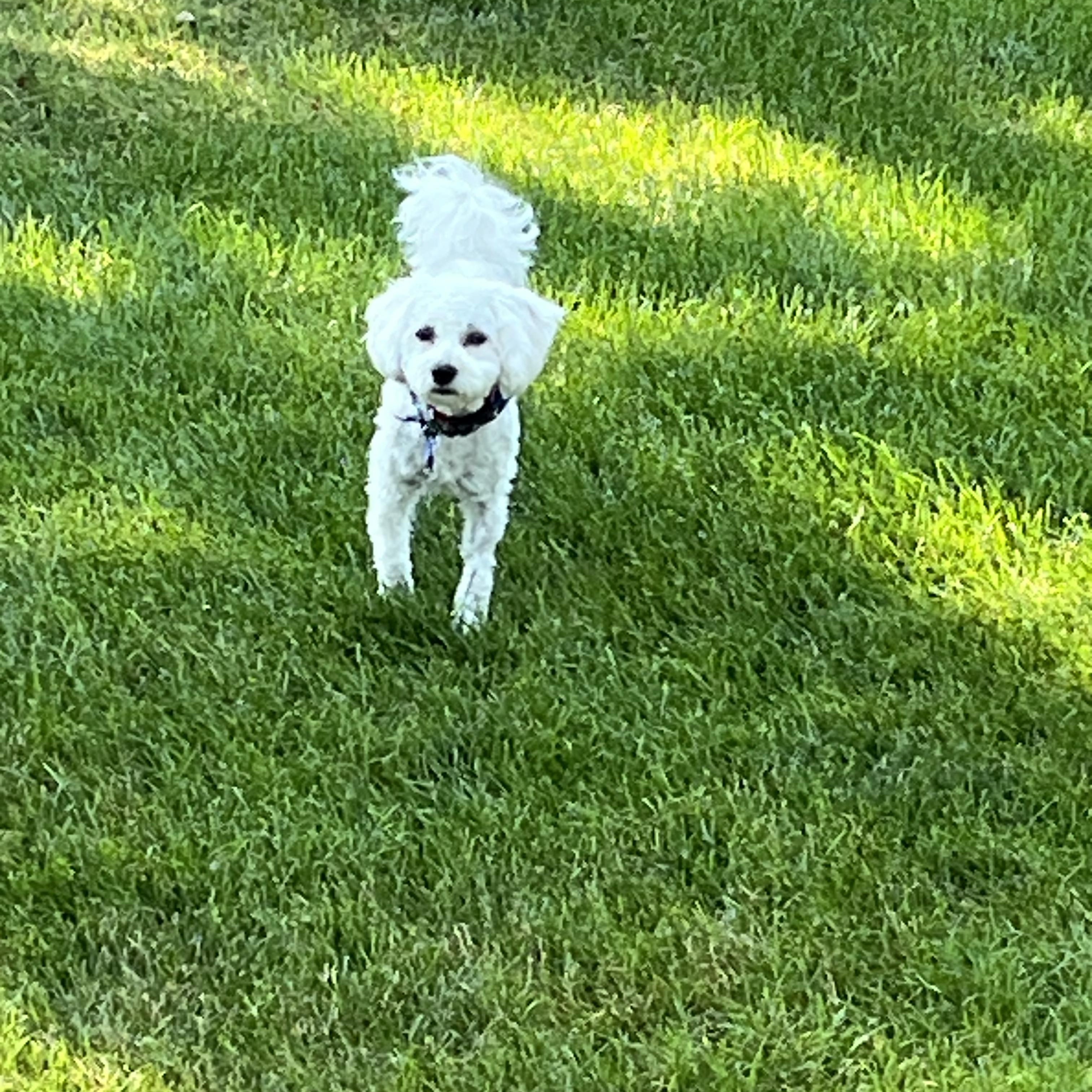 Enlarge Phoebe, a Adopted mixed breed in Ottawa, OH image 3/5
