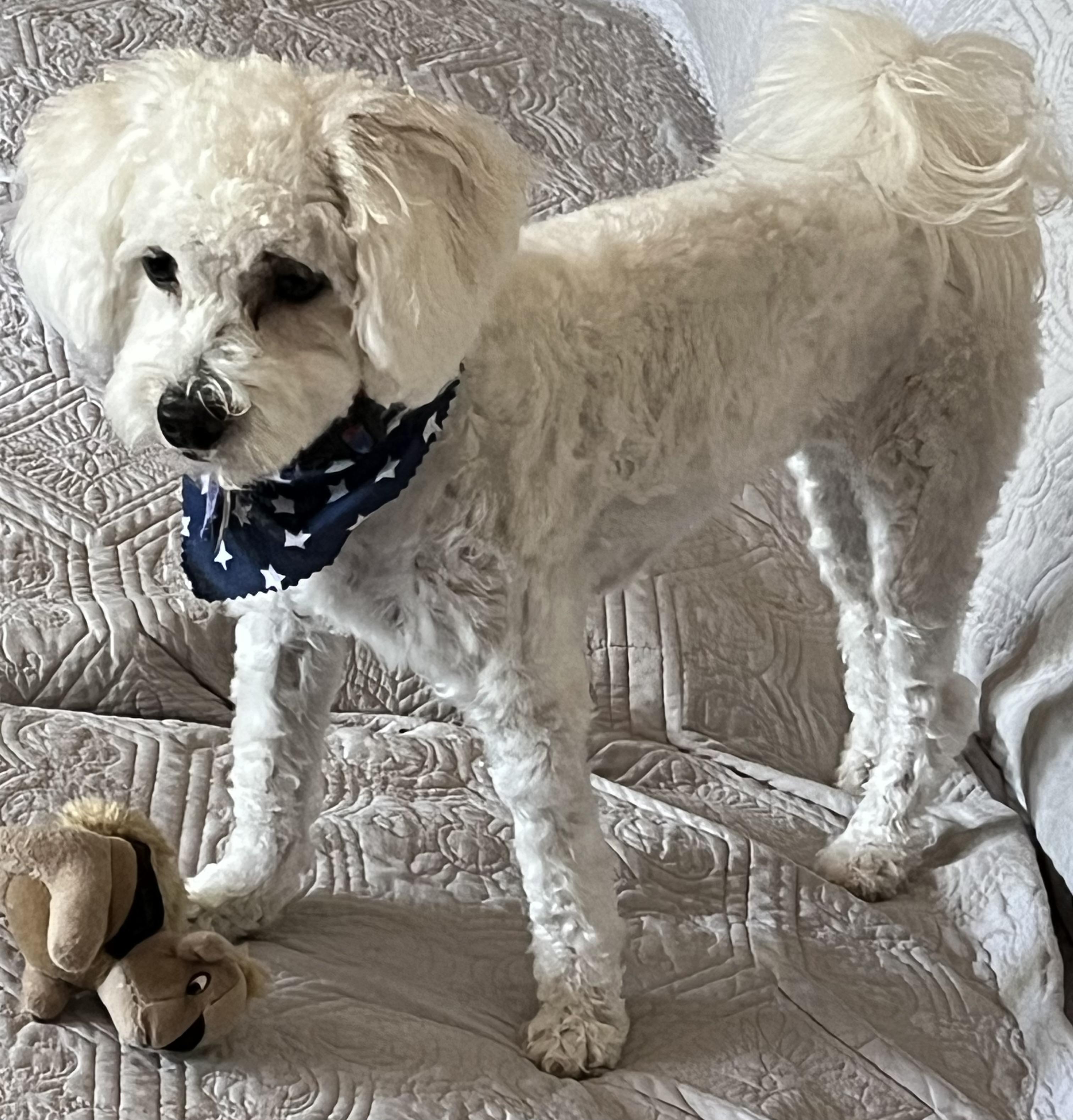 Enlarge Phoebe, a Adopted mixed breed in Ottawa, OH image 4/5