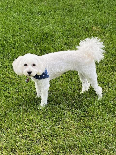 Enlarge Phoebe, a Adopted mixed breed in Ottawa, OH image 5/5