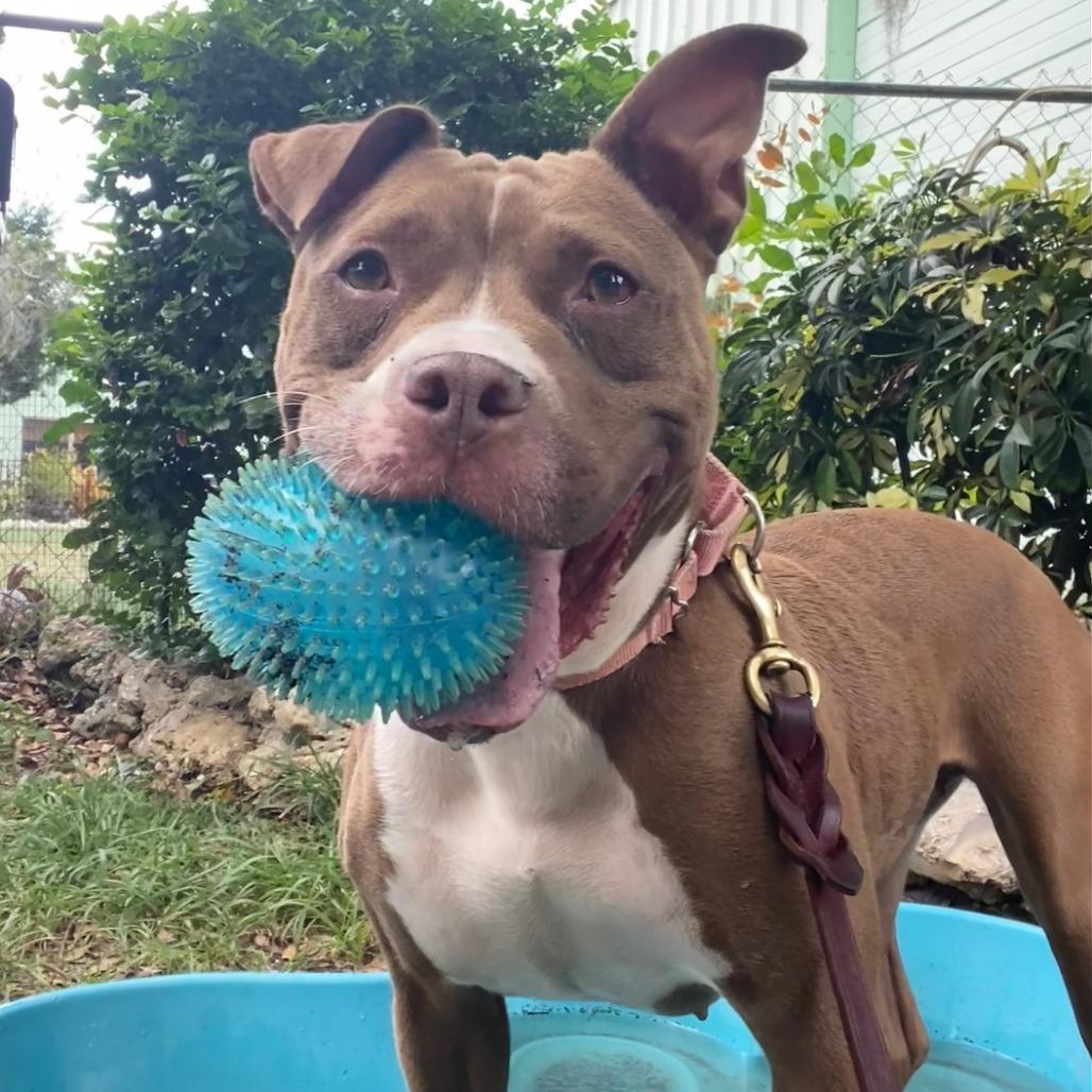 Snuggles, Adoptable, Adult Female Pit Bull Terrier.