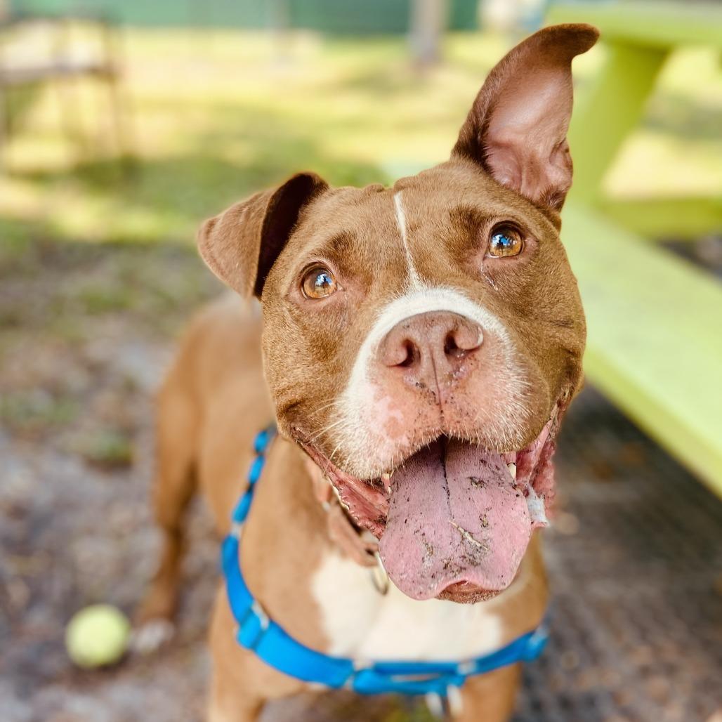 Enlarge Snuggles, a Adoptable Pit Bull Terrier in Sarasota, FL image 2/6