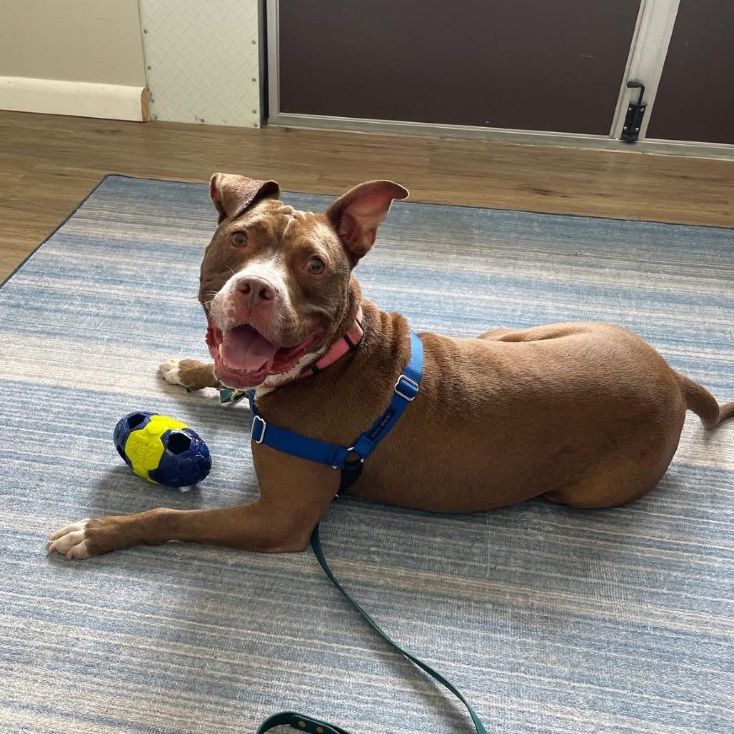 Enlarge Snuggles, a Adoptable Pit Bull Terrier in Sarasota, FL image 3/6