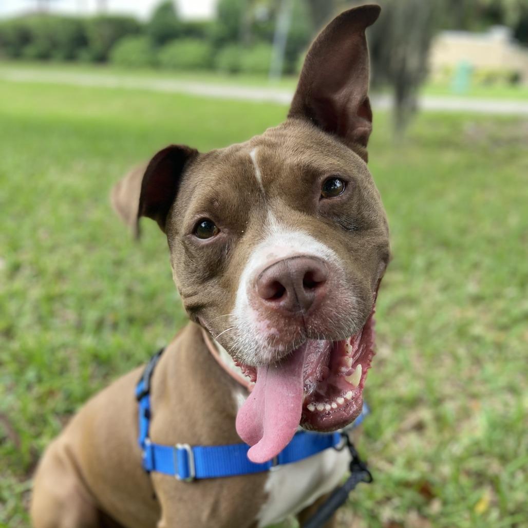 Enlarge Snuggles, a Adoptable Pit Bull Terrier in Sarasota, FL image 4/6