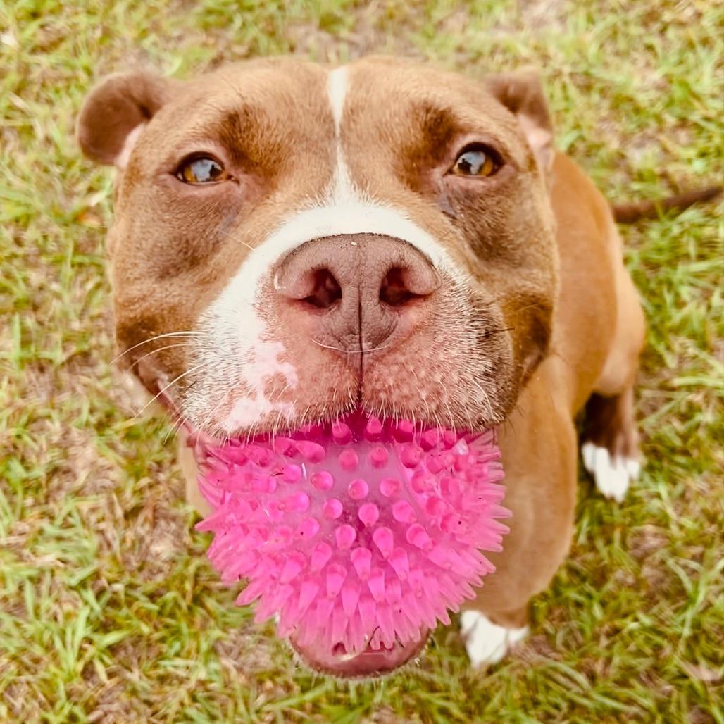 Enlarge Snuggles, a Adoptable Pit Bull Terrier in Sarasota, FL image 5/6