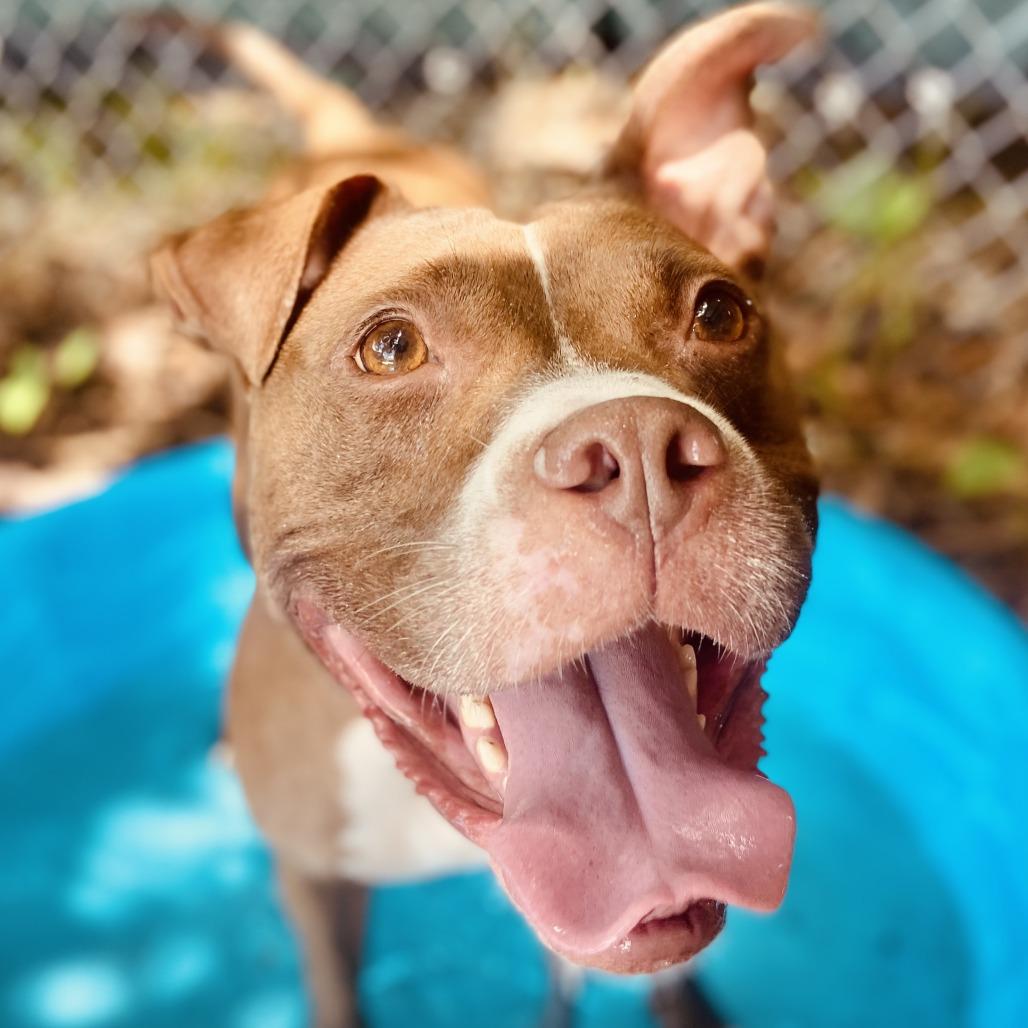 Enlarge Snuggles, a Adoptable Pit Bull Terrier in Sarasota, FL image 6/6