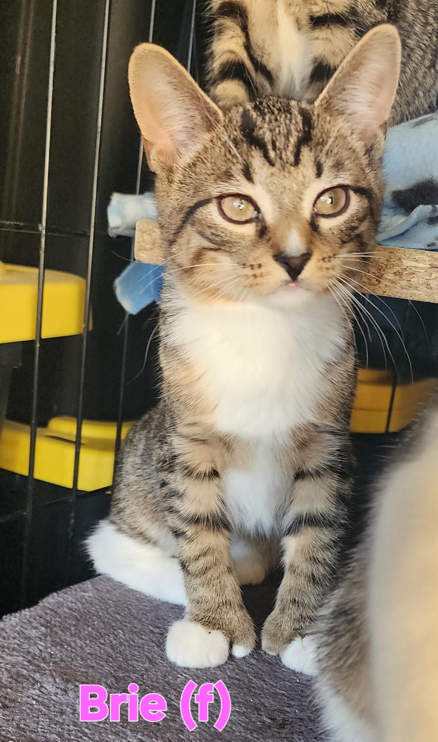 Brie (of the cheese babies), Adoptable, Kitten Female Domestic Short Hair.