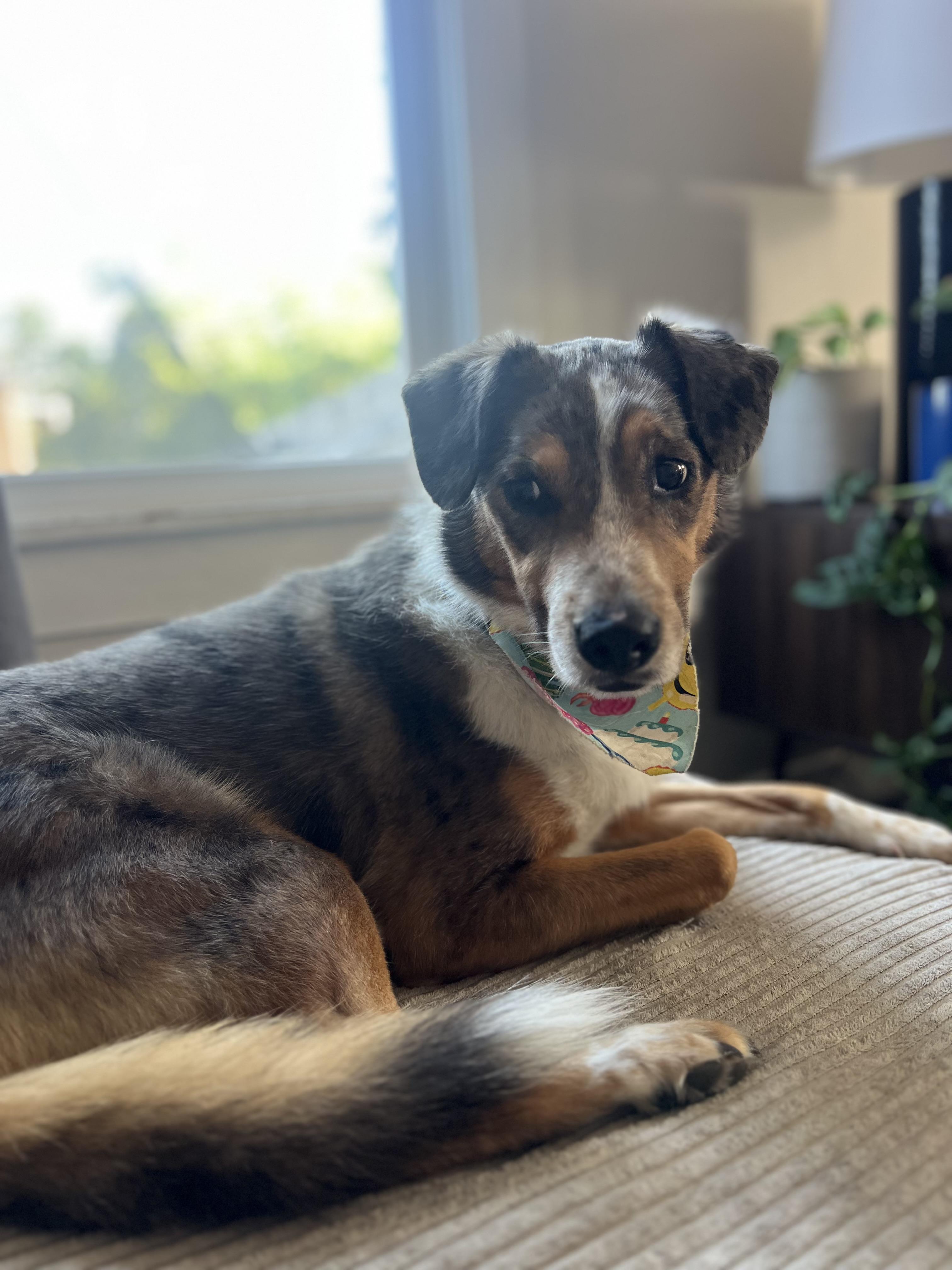 Enlarge Luna, a Adoptable mixed breed in Denver, CO image 6/6