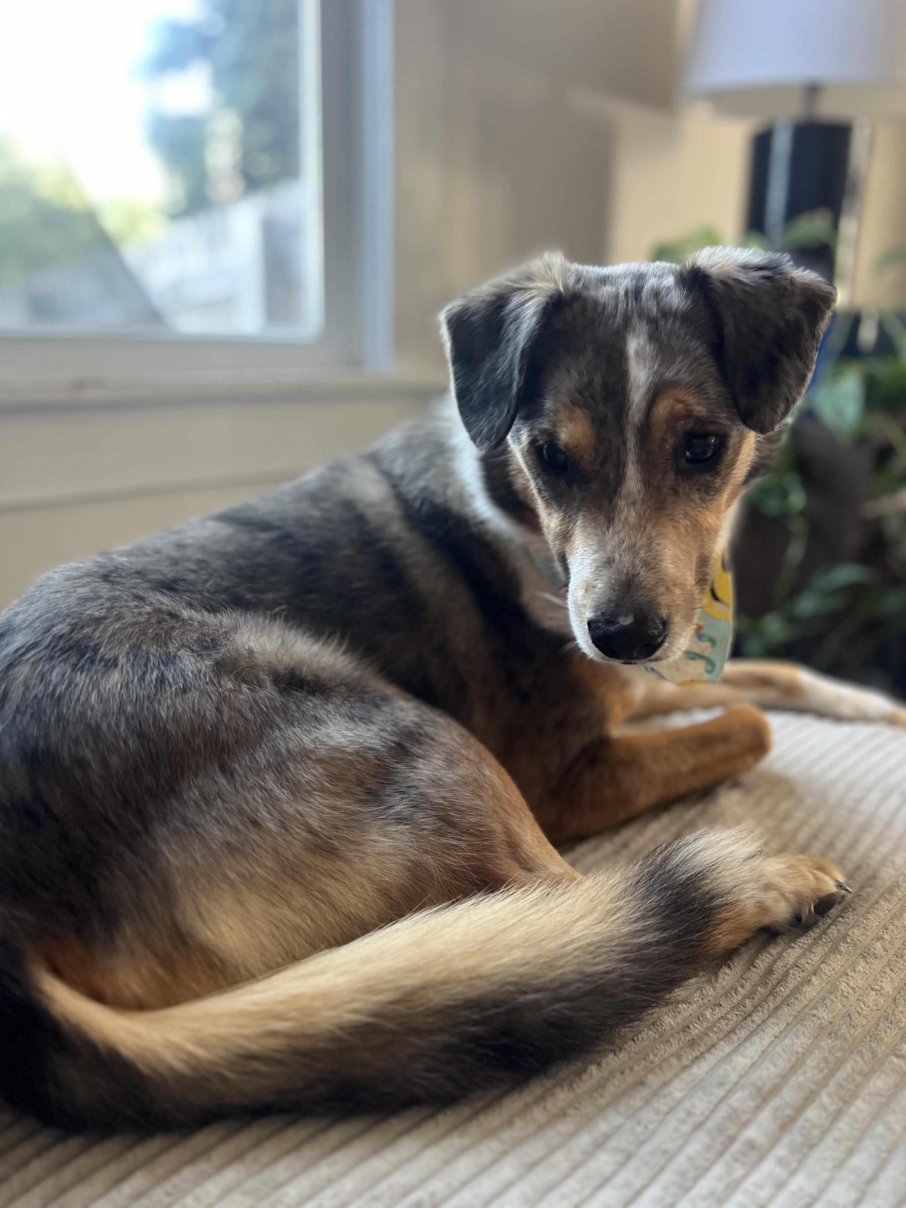 Enlarge Luna, a Adoptable mixed breed in Denver, CO image 5/6