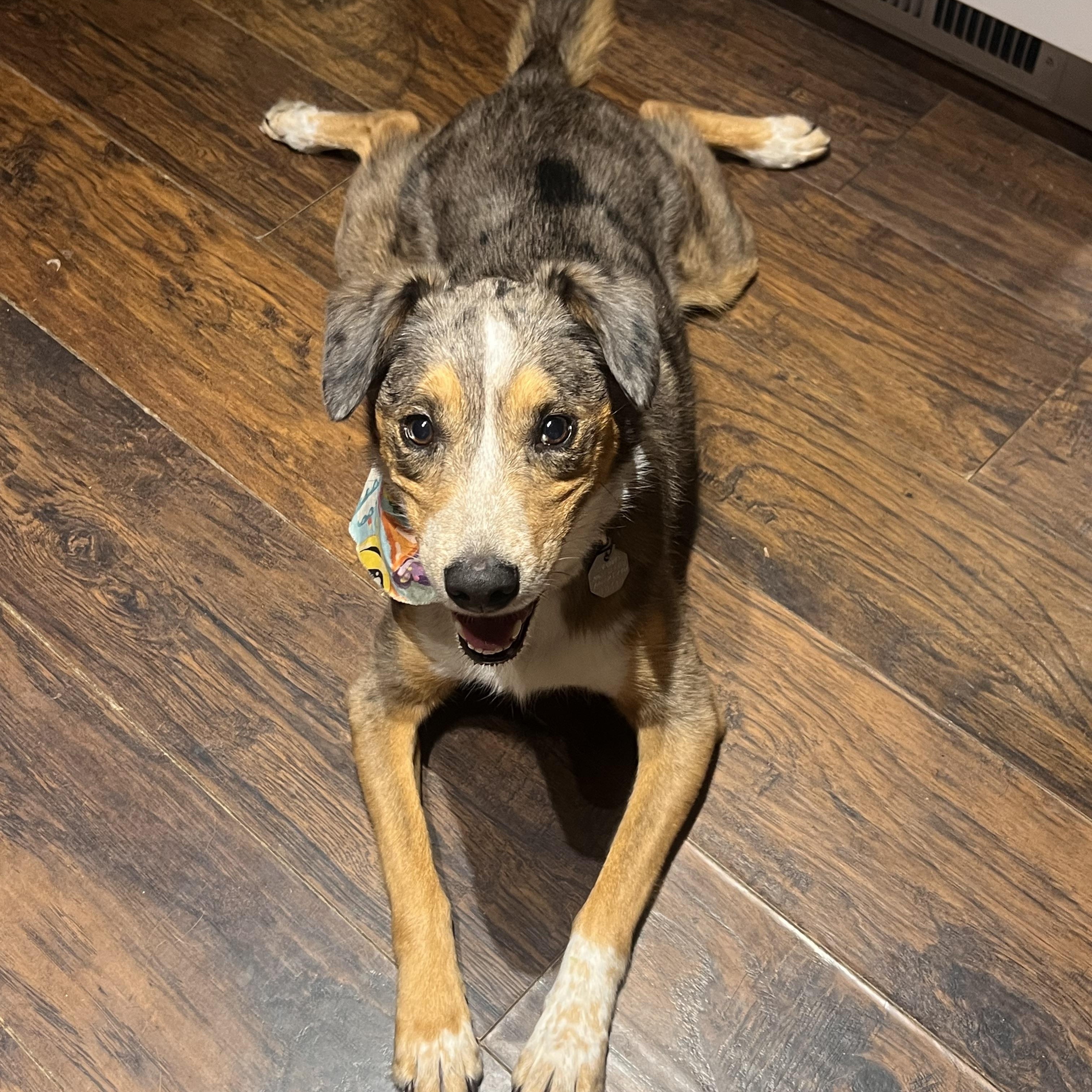 Luna, Adoptable, Adult Female Australian Shepherd.