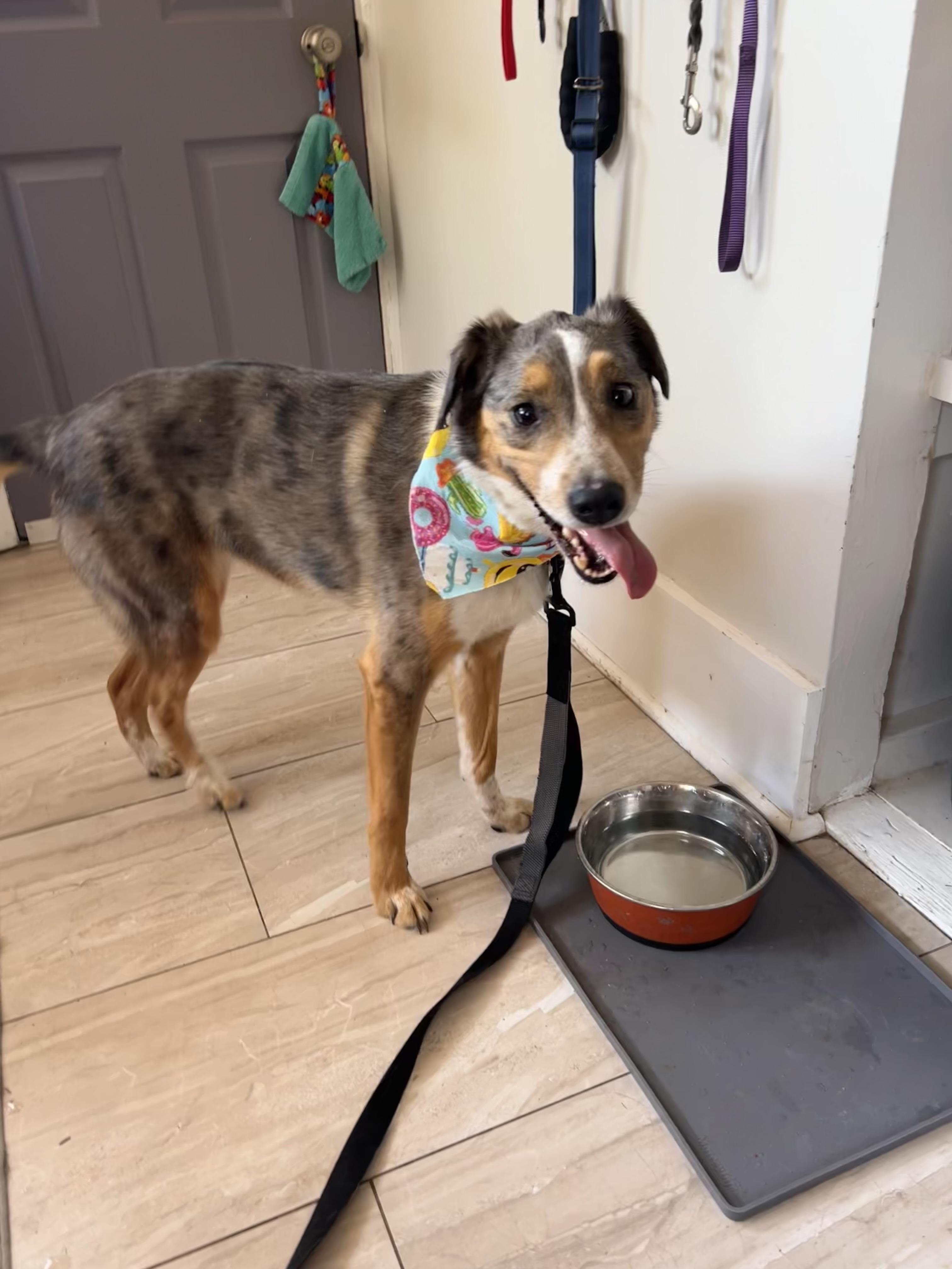 Enlarge Luna, a Adoptable mixed breed in Denver, CO image 3/6