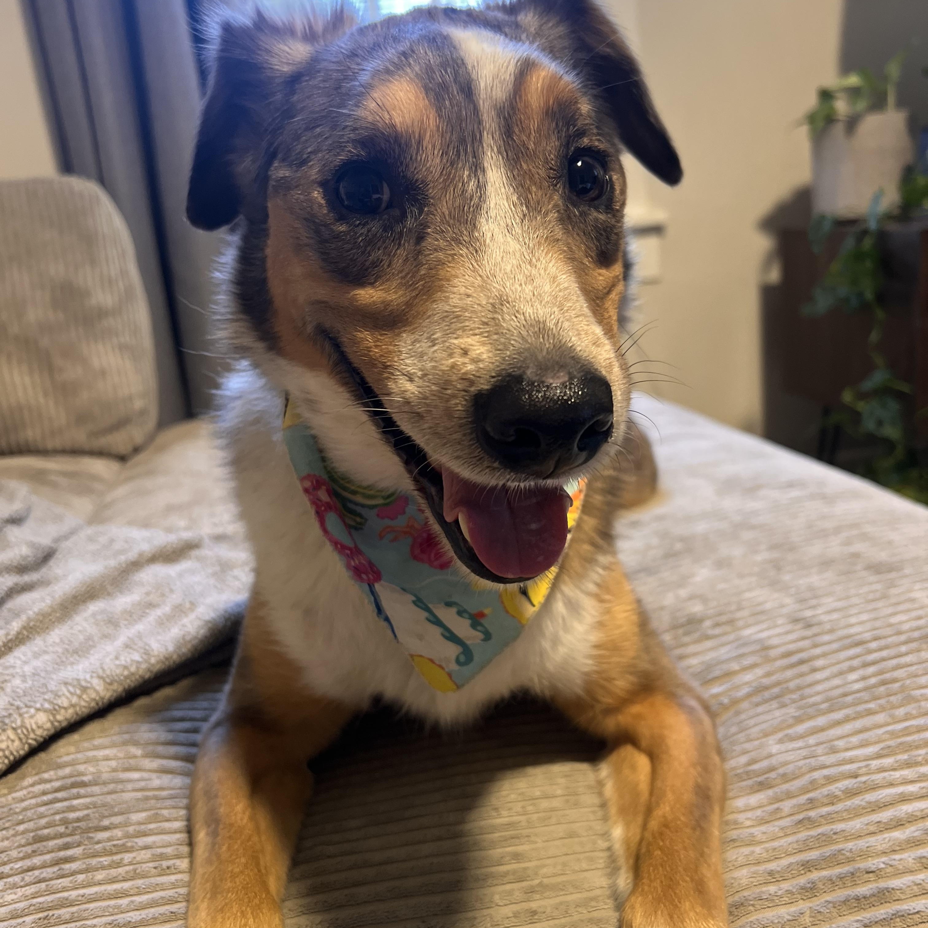 Enlarge Luna, a Adoptable mixed breed in Denver, CO image 2/6