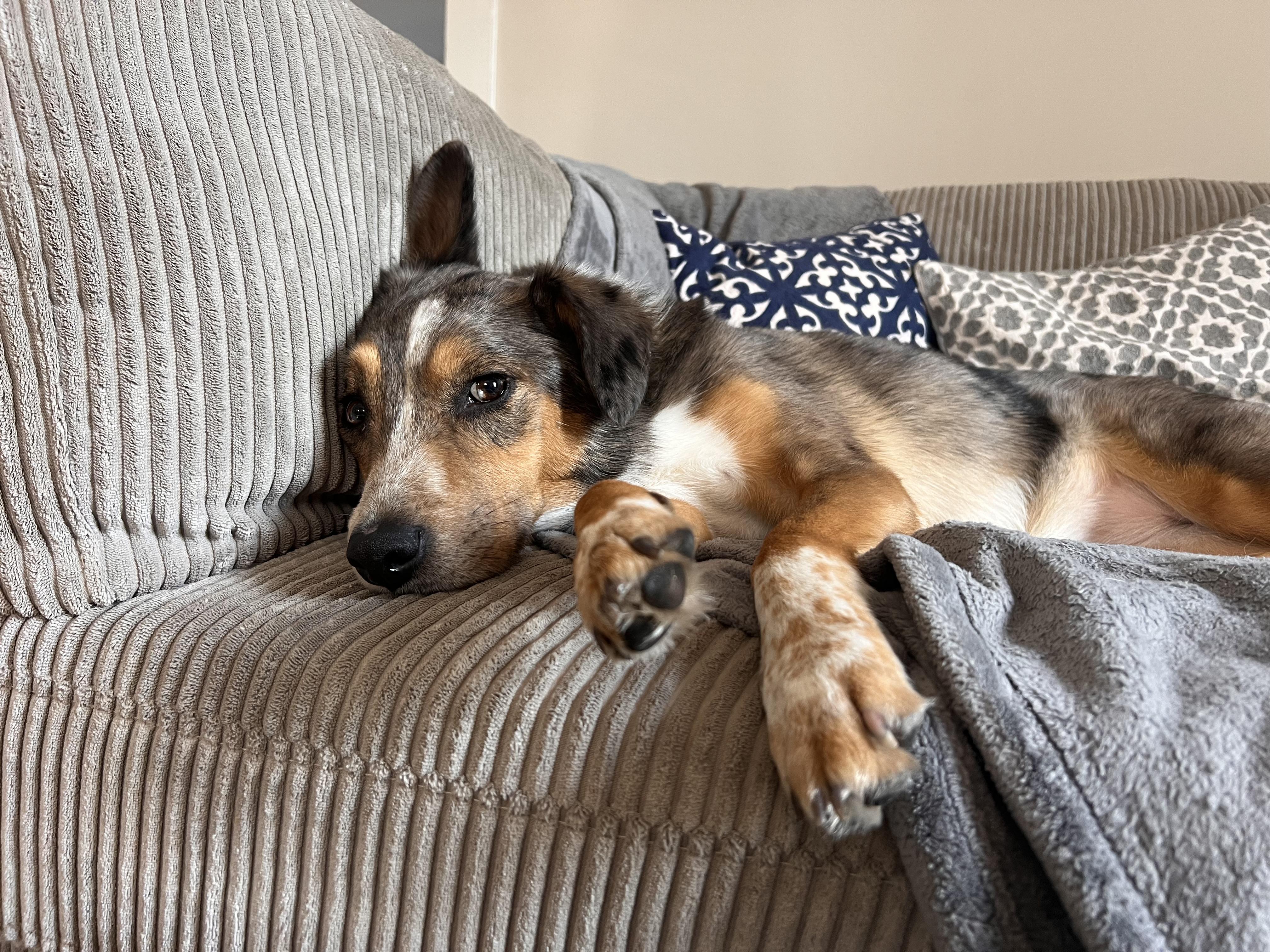 Enlarge Luna, a Adoptable mixed breed in Denver, CO image 4/6