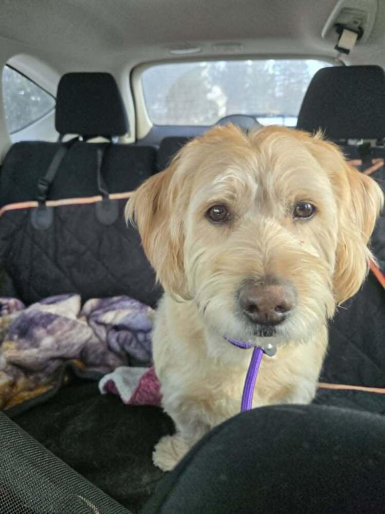Mello, Adoptable, Senior Male Labradoodle & Labrador Retriever.