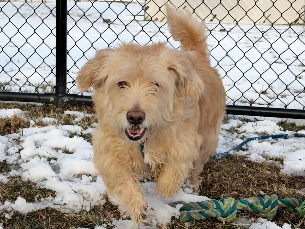 Enlarge Mello, a Adoptable mixed breed in Pottstown, PA image 2/5