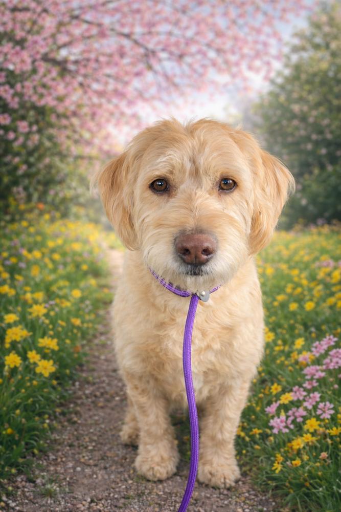 Enlarge Mello, a Adoptable mixed breed in Pottstown, PA image 3/5